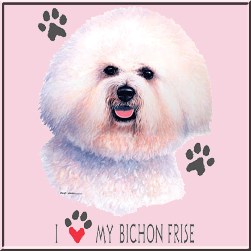 david_wenzel_i_love_my_bichon_frise_pink_bkgd.gif