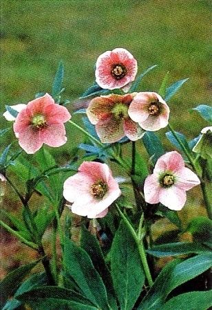  Lady Christmas Rose   Helleborus   SHADE   Deer Proof   One Gallon Pot