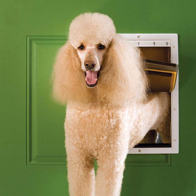 PetSafe Extreme Weather Pet Door Size Large Dog Door 3 Flap Design PPA