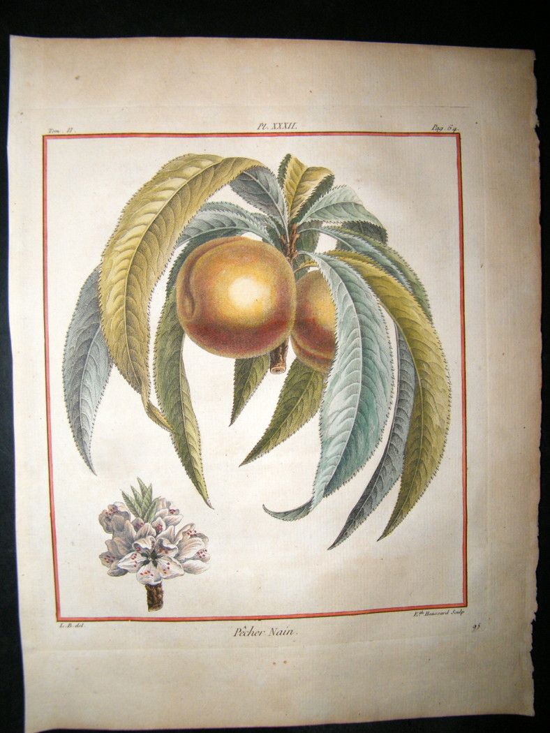 Duhamel Du Monceau 1768 Hand Col Fruit Print Pecher NAIN Peach 32