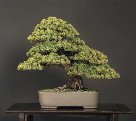 Three White Pine Trees Bonsai Starters