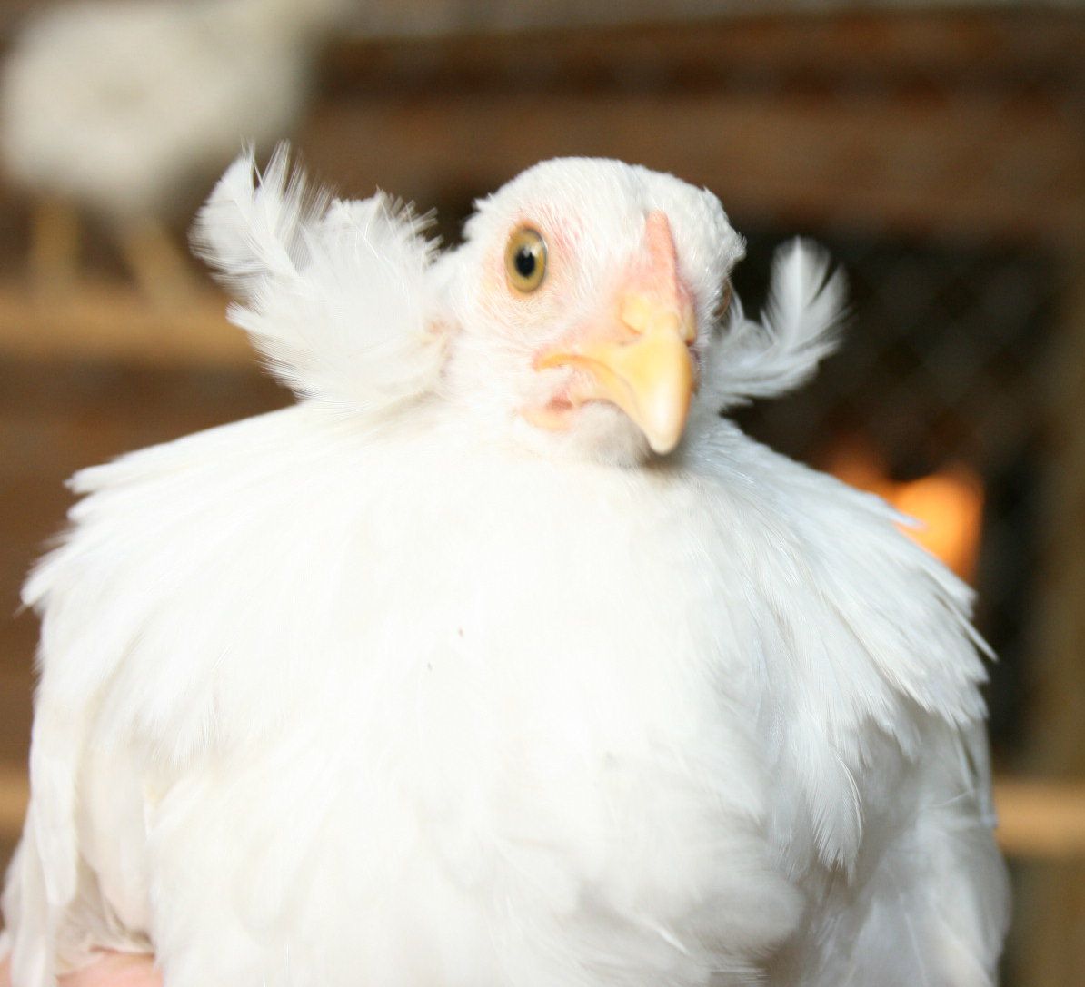 True Araucana Hatching Eggs Tufted Rumpless RARE Breed Chickens NPIP