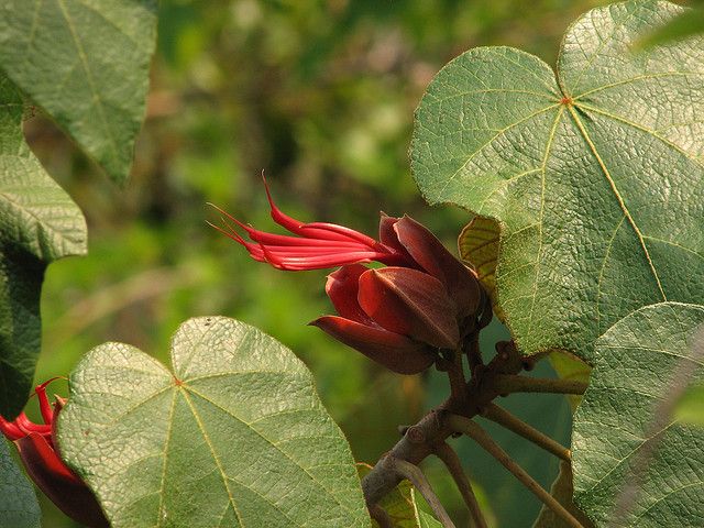  Pentadactylon Monkey Hand Tree RARE Cloudforest Subtropical