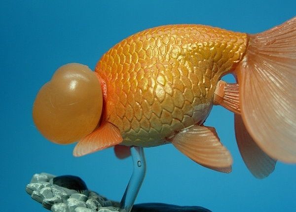  %20New%20Figure/Aquarium%20Fish%20in%20Colour%20I/Bubble%20Eye 3