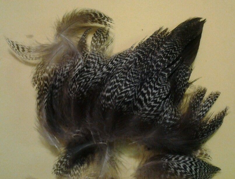 Blue Bill Scaup Drake Duck Zebra Feathers Fly Tying 1 Matching Plucks