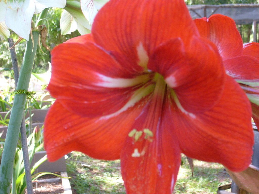 Amaryllis Bulb   Amico Hippeastrum flower lily plant