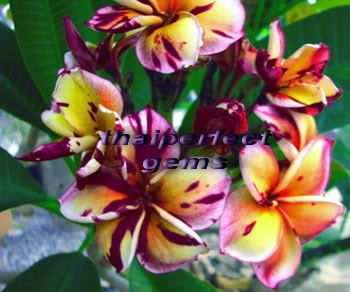 Plumeria Plants Flowers Blackcyclone Fresh 55 Seeds