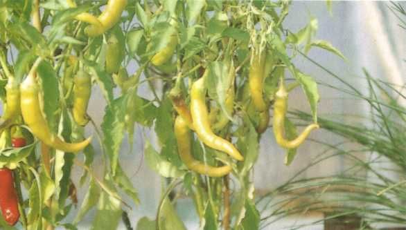 Golden Cayenne Pepper 25 Seeds