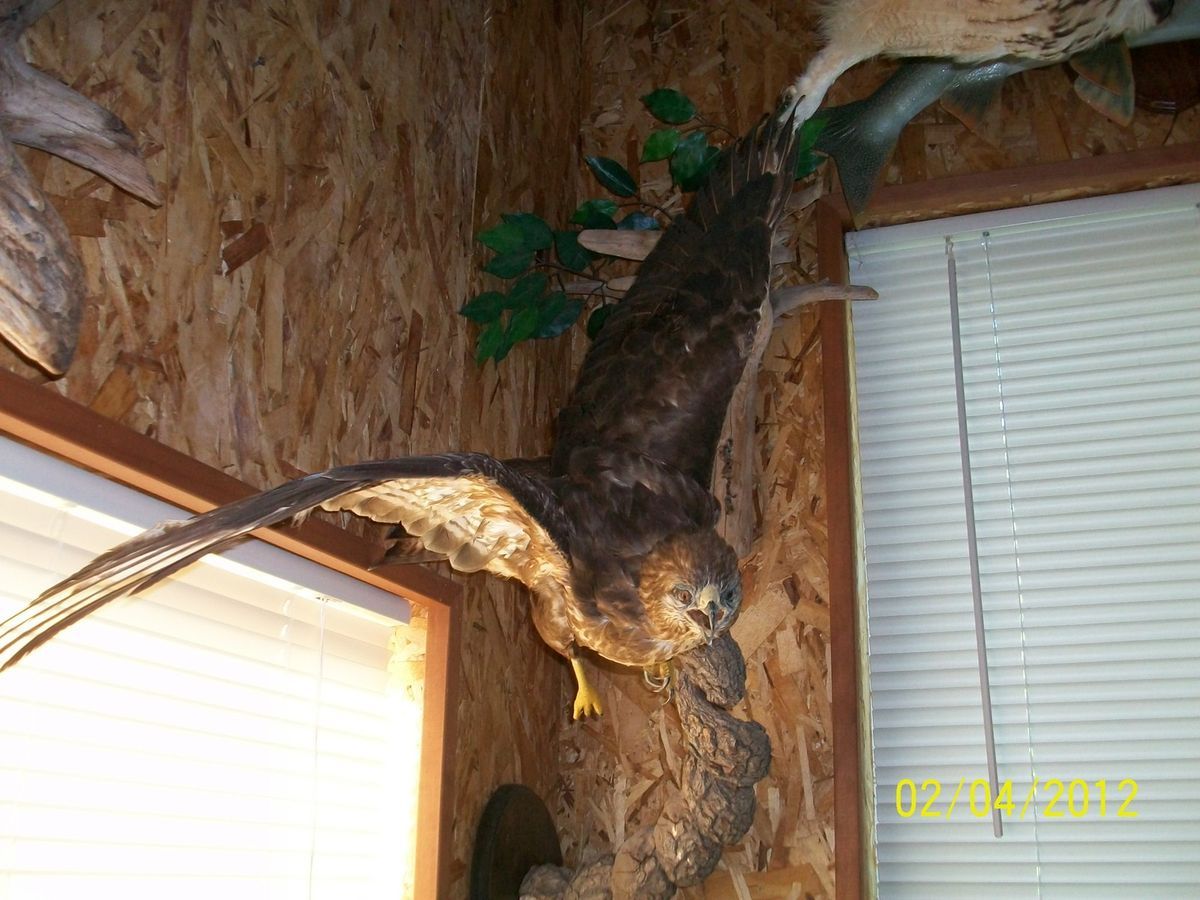 Bird Taxidermy, taxidermy mount,Buzzard Taxidermy,African Forrest