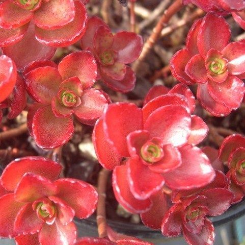 sedum FULDA GLOW stonecrop groundcover drought tolerant ***Live Potted