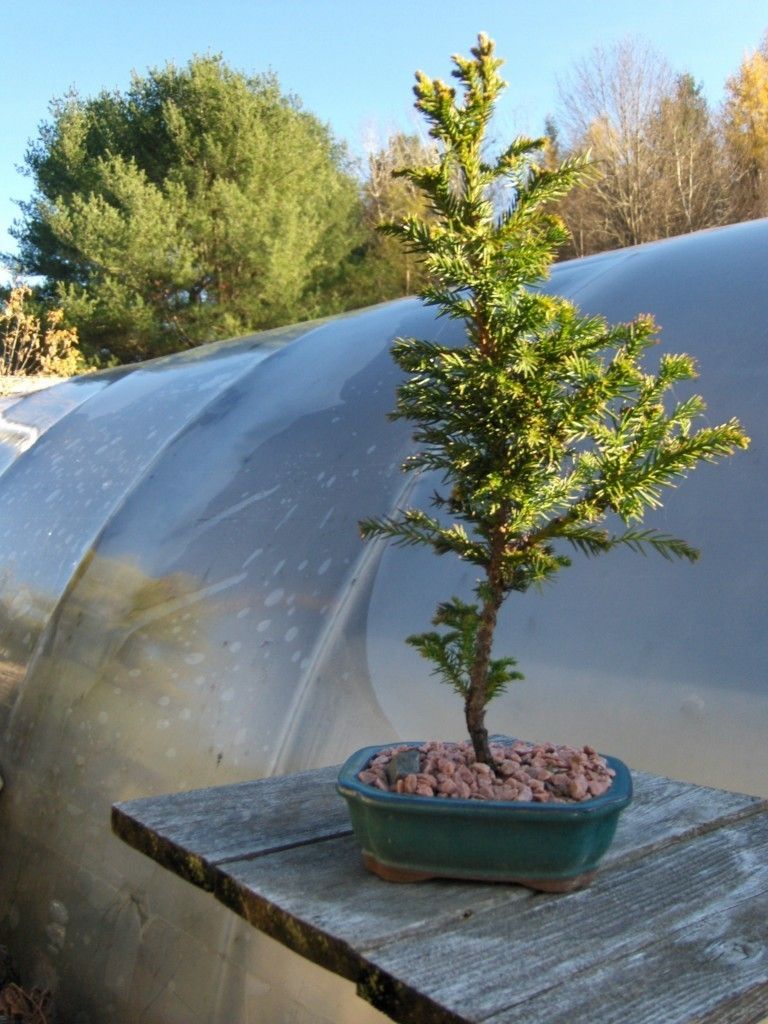 Black Dragon Japanese Cedar Bonsai   Informal Upright, Great Texture