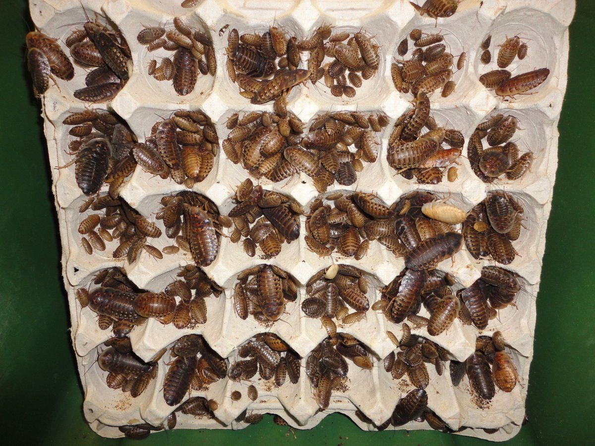 Dubia Roaches Live Reptile Food Dragon Gecko 200 Mixed