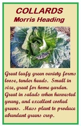  Morris Heading Non Hybrid Non GMO Heirloom Garden Seeds Fresh