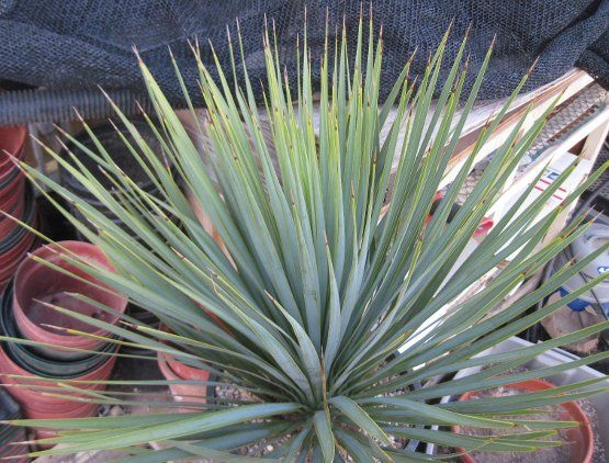 Yucca Rostrata Soft Flexible Blue Leaves Cold Hardy