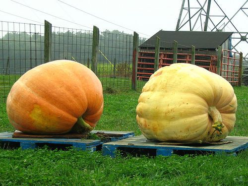  de Potiron Geant Atlantic Giant Atlantic Giant Pumpkin Seeds