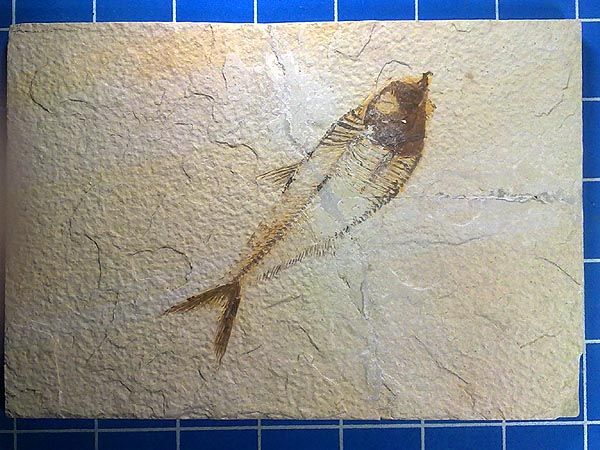 Slab with A Large Eocene Fish Diplomystus 40