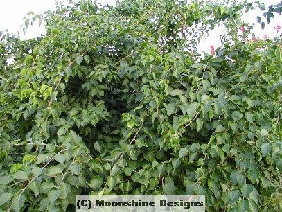 American Bittersweet Vine Seeds