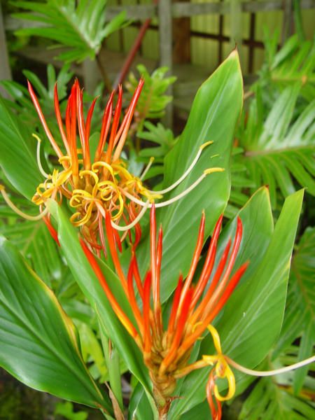 This very unusual member of the ginger family is native to Thailand