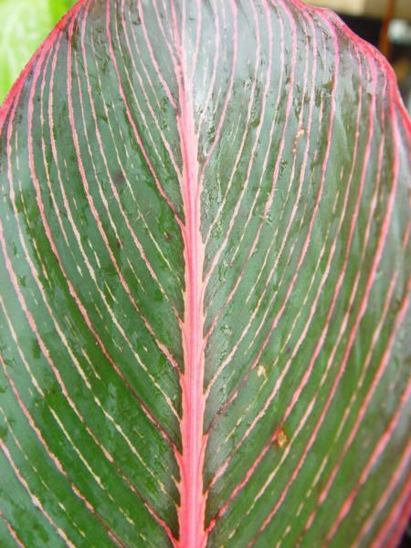 This heliconia prefers filtered sunlight in a warm humid