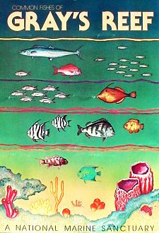 Common Fishes of Grays Reef