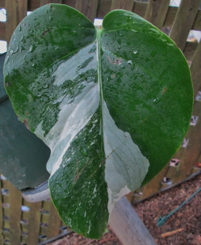 Tropical Monstera White Variegated Super Specimen, Rare, Georgous and