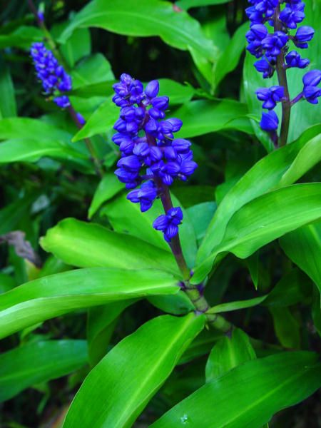 Blue Ginger Plant Dichorisandra Brilliant Bluetropical