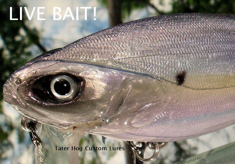 Tater Hog New Design Wake Bait Real Shad Swimbait