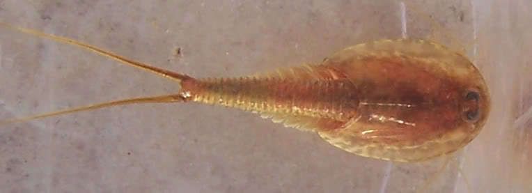  Desert Tadpole Shrimp Triops Newberryi