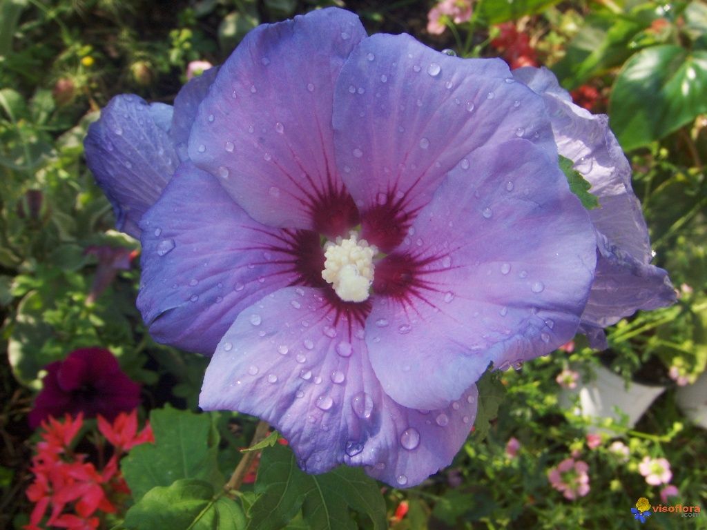 TWILIGHT ~ BEAUTY OF PUPLE ~ Hibiscus Syriacus Shrub 20 Seeds