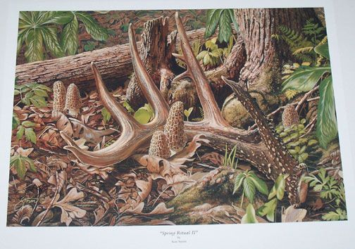 Spring Rit II Shed Antler Morel Mushroom Mushrooms Art