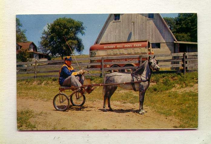 Windy Hills Roxanne Hickory Hill Pony Farm Martinsville INDIANA *SULKY