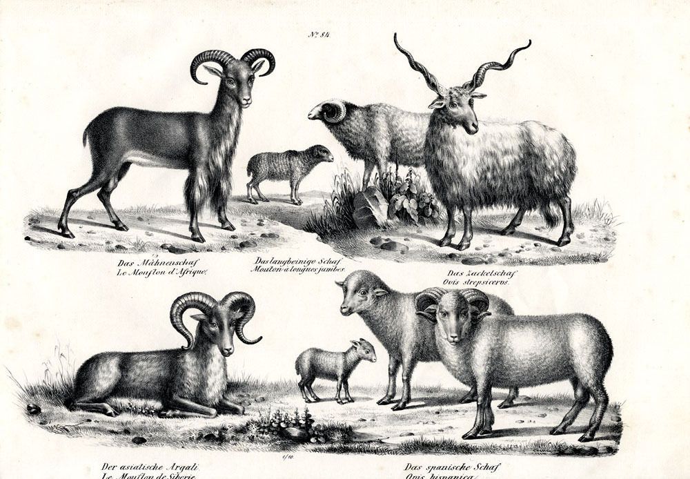 1840 SCHINZ Honegger Litho Barbary Sheep Merino Sheep