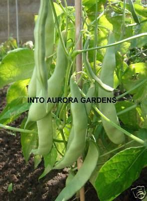 25 Early Bush Green Bean Stringless Italian Seeds Snap