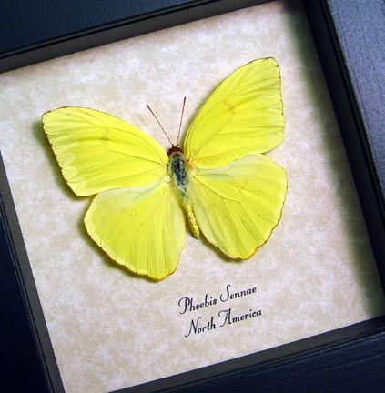 this beautiful north american neon yellow butterfly is commonly known