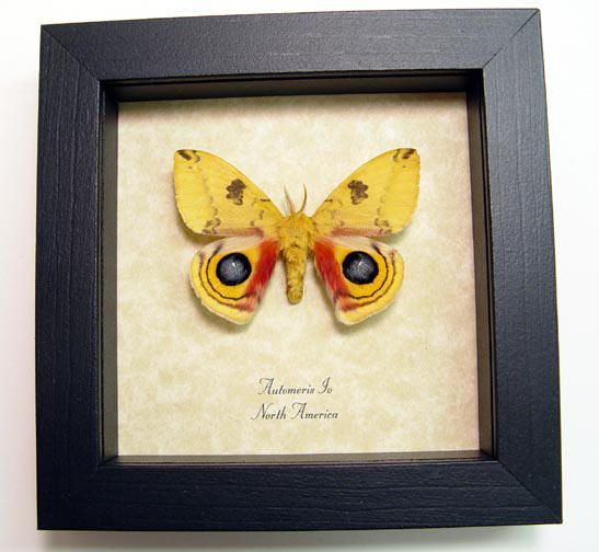 Automeris IO Colorful Real Framed North American Silk Moth 8088