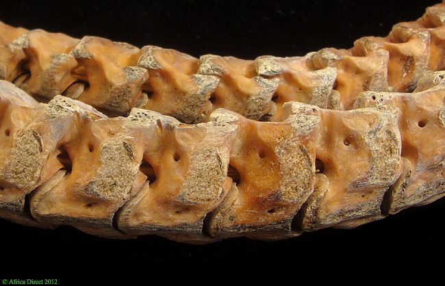 Large Snake Vertebrae Bone Beads African Museum Exhibit Published