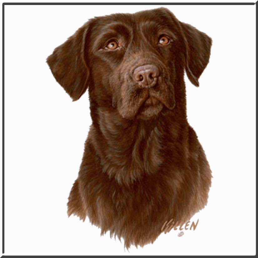 James Killen Chocolate Lab T Shirt s M L XL 2X 3X 4X 5X Labrador