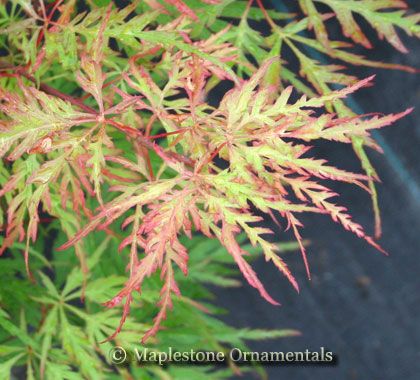 Berrima Bridge Japanese Maple 3 Year Tree