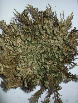 Rose of Jericho Spell Herb Wicca Pagan Magick