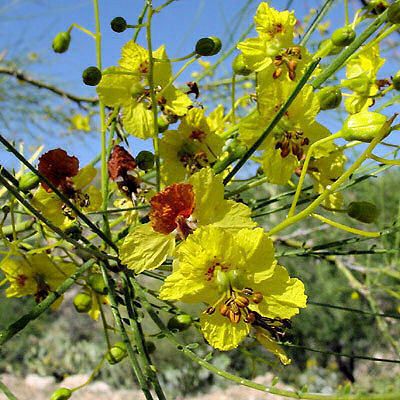 Jerusalem Thorn Parkinsonia Aculeata 10 Seeds