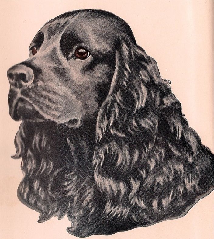 Cocker Spaniel Bonnys Boy 1st Edn 1946 Kirmse Ills