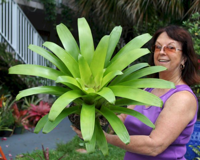 Bromeliad Vriecantarea Inferno Blooms Fire