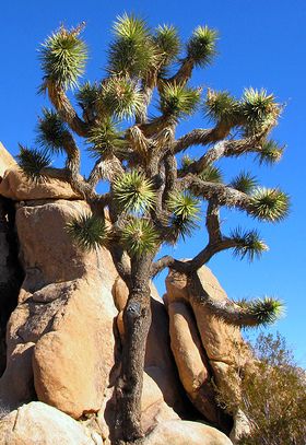 Yucca Brevifolia Joshua Tree 25 Fresh Seeds  