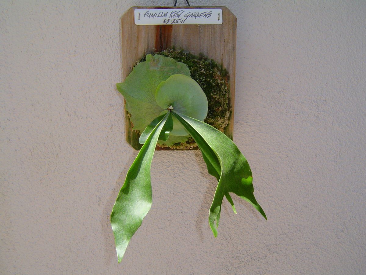 Staghorn Fern Pumilla Kew Gardens Platycerium