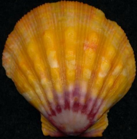 Langford BIG n COLORFUL Hawaiian Sunrise Shell 32 7 mm Excellent