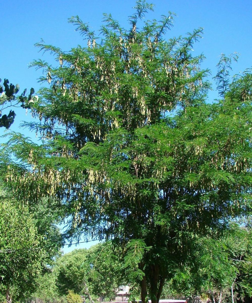 Honey Locust Seed Pods