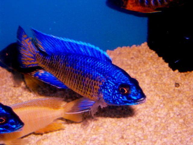 Tropical Fish African Cichlids 3 Ngara Flametail Peacocks