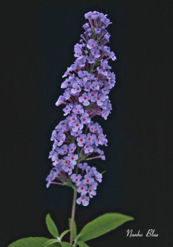 Butterfly Bushes Buddleia Nanho Blue