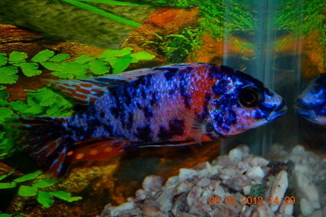 Tropical Fish African Cichlids Blue OB Peacocks 3 Lot 2