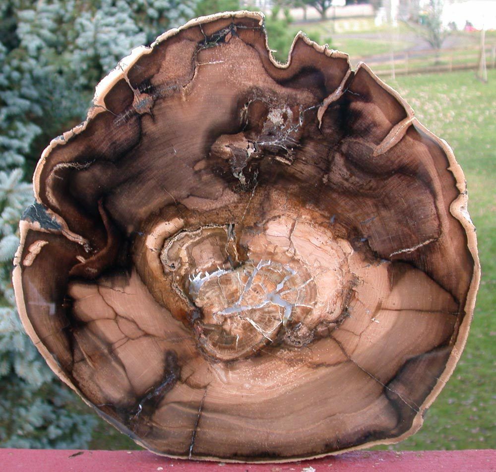 SIS Incredible Winged Elm Petrified Wood Round Mcdermitt Or